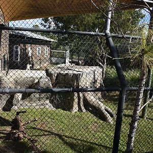 American Black Bear Habitat