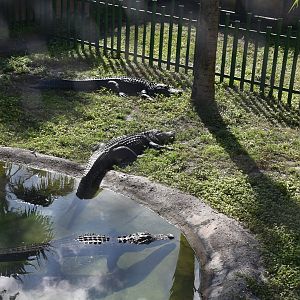 Alligator Habitat