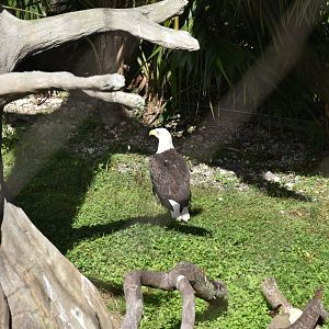 Florida Area - American Eagle