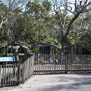 Ring-Tailed Lemur Island