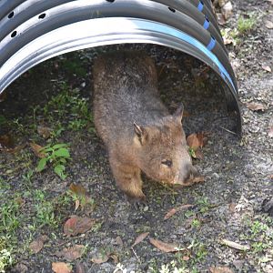 Southern Hairy-Nosed Wombat