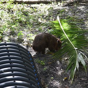 Southern Hairy-Nosed Wombat