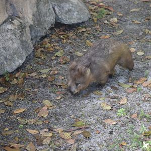 Southern Hairy-Nosed Wombat