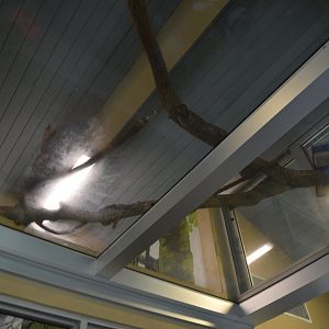 Tree Kangaroo Habitat