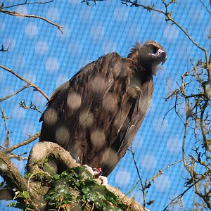 Cinereous vulture (Aegypius monachus), 2022-07-16