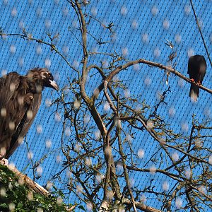 Cinereous vulture (Aegypius monachus) and Red-billed choughs (Pyrrhocorax pyrrhocorax), 2022-07-16