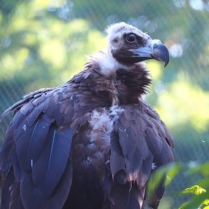 Cinereous vulture (Aegypius monachus), 2022-07-16