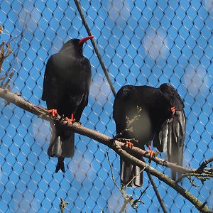 Red-billed choughs (Pyrrhocorax pyrrhocorax), 2022-07-16