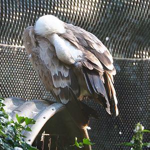 Preening Western Eurasian griffon vulture (Gyps fulvus fulvus), 2022-07-16