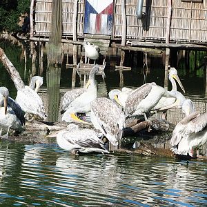 Dalmatian pelicans (Pelecanus crispus), 2022-07-16