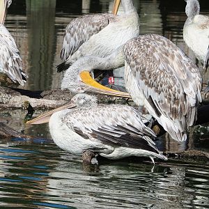 Dalmatian pelicans (Pelecanus crispus), 2022-07-16