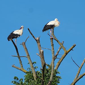European white storks (Ciconia ciconia), 2022-07-16