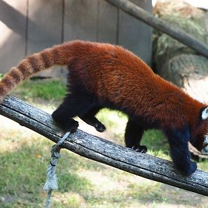 Nepalese red panda (Ailurus fulgens), 2022-07-16
