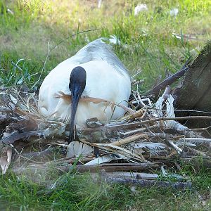 Black-headed ibis (Threskiornis melanocephalus), 2022-07-16