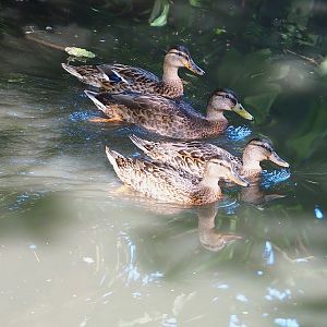 Wild Mallard (Anas platyrhynchos), 2022-07-16