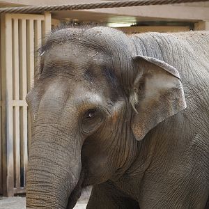 Asian elephant (Elephas maximus), 2022-07-16