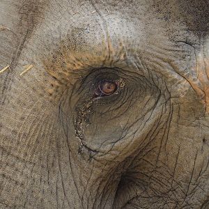Asian elephant (Elephas maximus) close-up, 2022-07-16