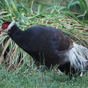 Brown eared pheasant (Crossoptilon mantchuricum), 2022-07-16