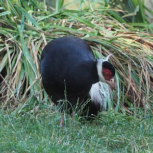 Brown eared pheasant (Crossoptilon mantchuricum), 2022-07-16