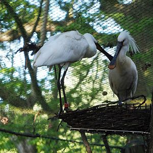 Eurasian Spoonbills (Platalea leucorodia), 2022-07-16