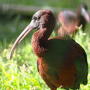 Glossy ibis (Plegadis falcinellus), 2022-07-16