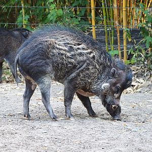 Visayan warty pig (Sus cebifrons negrinus), 2022-07-16