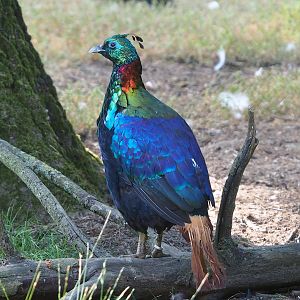 Himalayan monal pheasant (Lophophorus impejanus), 2022-07-16