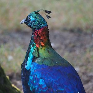Himalayan monal pheasant (Lophophorus impejanus), 2022-07-16