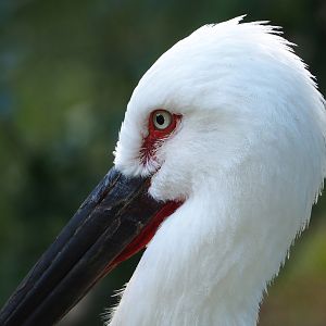 Oriental white stork (Ciconia boyciana), 2022-07-16