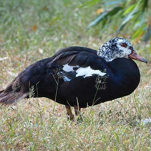 Asian white-winged wood duck (Asarcornis scutulata), 2022-07-16