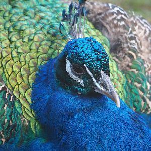 Blue peafowl (Pavo cristatus), 2022-07-16