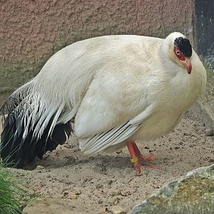 Tibetan white eared pheasant (Crossoptilon crossoptilon drouynii), 2009