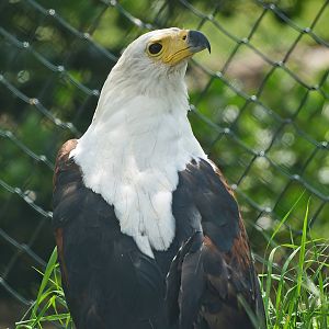 African fish eagle (Haliaeetus vocifer), 2009