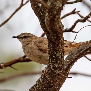 Rufous Songlark