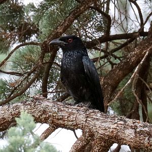 Spangled Drongo
