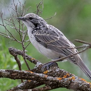 Striped Honeyeater