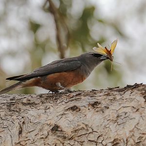 White-browed Woodswallow