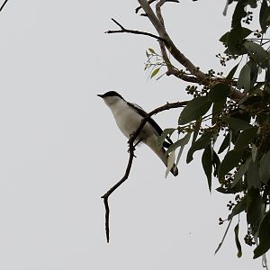 White-winged Triller