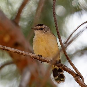 Yellow-rumped Thornbill