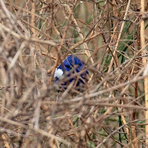 White-winged Fairy Wren