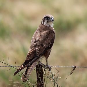Brown Falcon