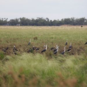 White-necked Heron's and Straw-necked Ibis
