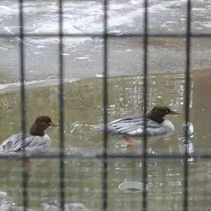 (Old Photo) Chinese Merganser（Mergus Squamatus）