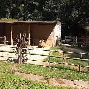 Dromedary enclosure