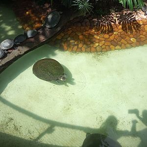 Arrau turtle/yellow spotted Amazon River turtle