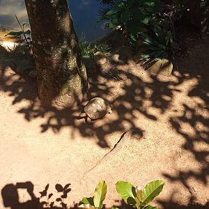 Radiated tortoise