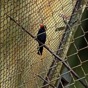 Black throated grosbeak