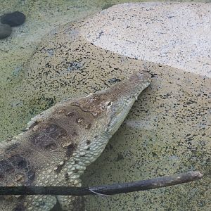 Orinoco crocodile/ Crocodylus intermedius