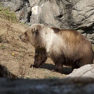 Grizzly bear/ Ursus arctos ssp.