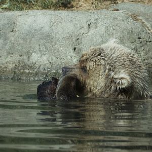 Grizzly bear/ Ursus arctos ssp.